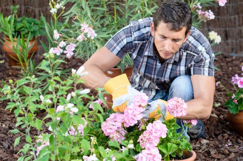 A man wearing a checkered shirt is kneeling in a well-maintained garden, surrounded by pink and white flowering plants, including hydrangeas and other flowering shrubs, as he tends to the garden with yellow gardening gloves. The garden features a mix of soil, mulch, and small potted plants placed along the background, with healthy green foliage and blooming flowers adding vibrancy. The scene depicts a sunny day with natural lighting, suggesting outdoor garden maintenance typical of a residential property in Swiss Cottage or nearby areas. The overall setting emphasizes professional gardening care, aligning with services offered by Hedge Trimming Swiss Cottage in landscaping, hedge trimming, and outdoor lawn and plant maintenance, contributing to a neat and aesthetically pleasing outdoor environment.